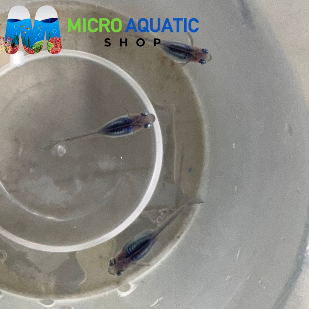 Japanese rice fish - Midnight Medaka 2cm