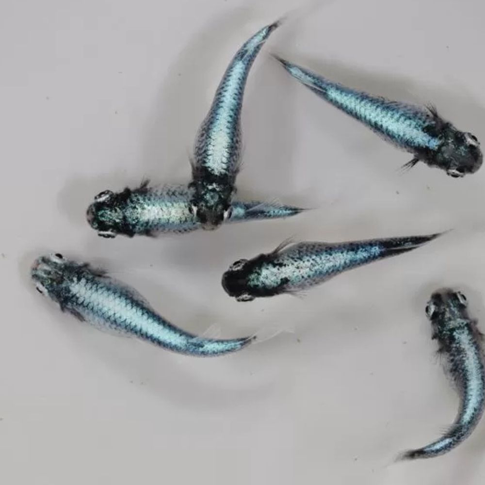 Japanese rice fish - Sumitake Medaka 2cm