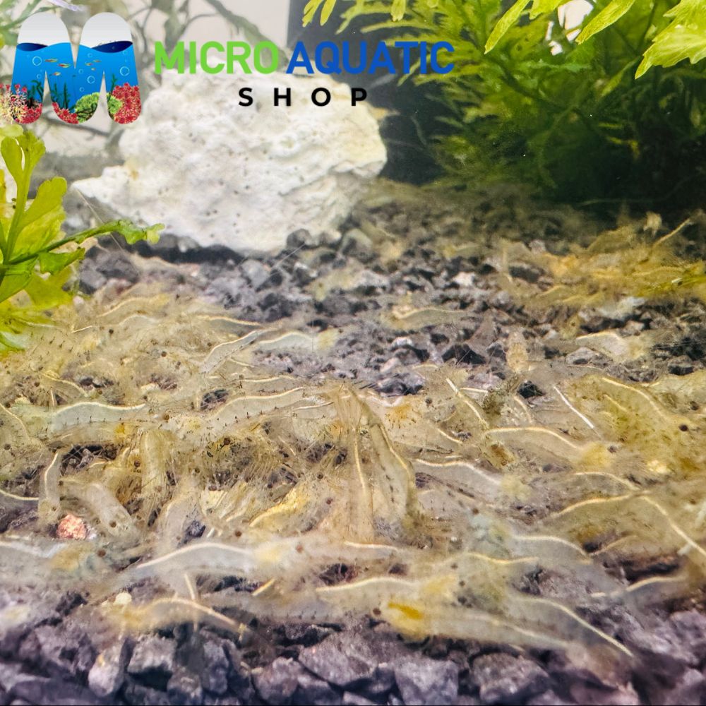 Algae Eater Ghost Shrimp - Special Deal 10 for $25