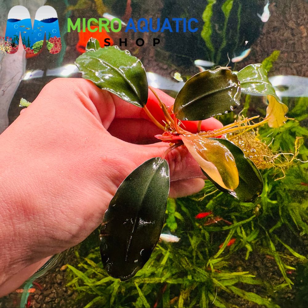 Bucephalandra- Gold Melon