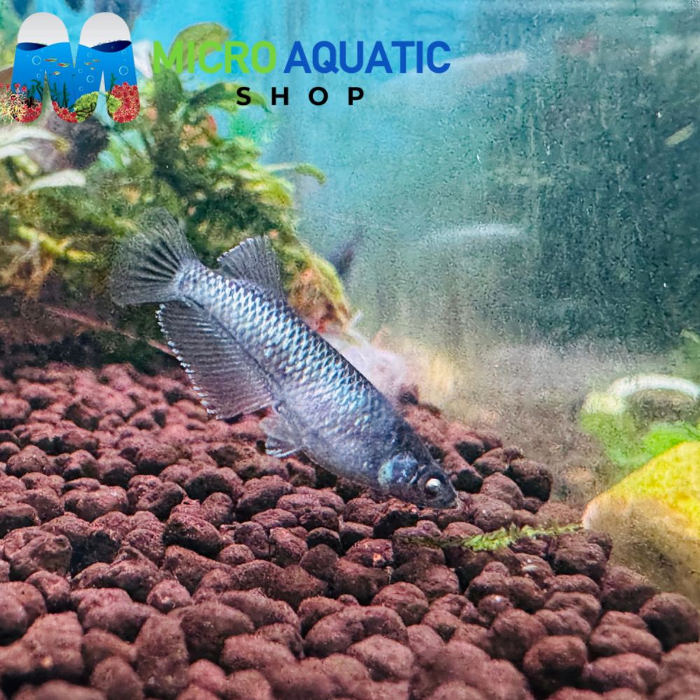 Japanese rice fish - Celestial Starlight Diamond eyes 2cm