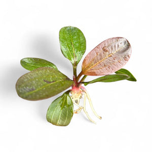 Echinodorus amazon Red Pearl Micro Aquatic Shop