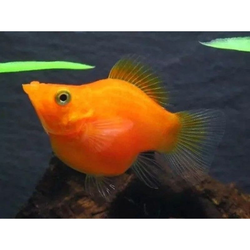 Mollies – Sunkist Balloon 3cm Micro Aquatic Shop