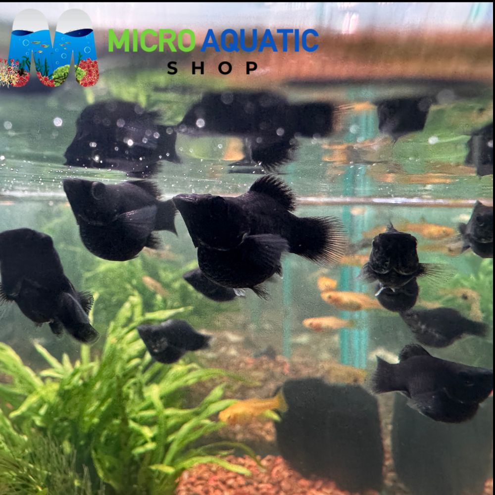 Mollies - Black Balloon 2-3cm