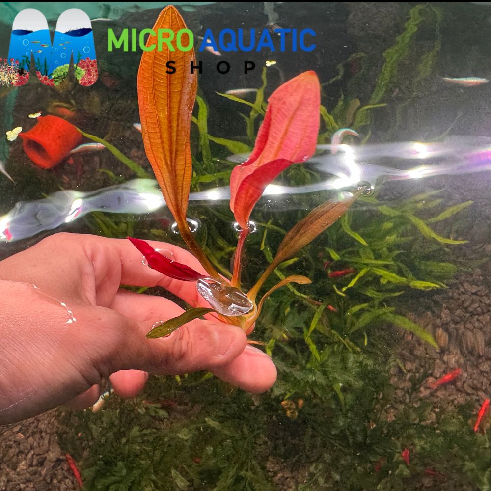 Rare Echinodorus - Pink Miracle
