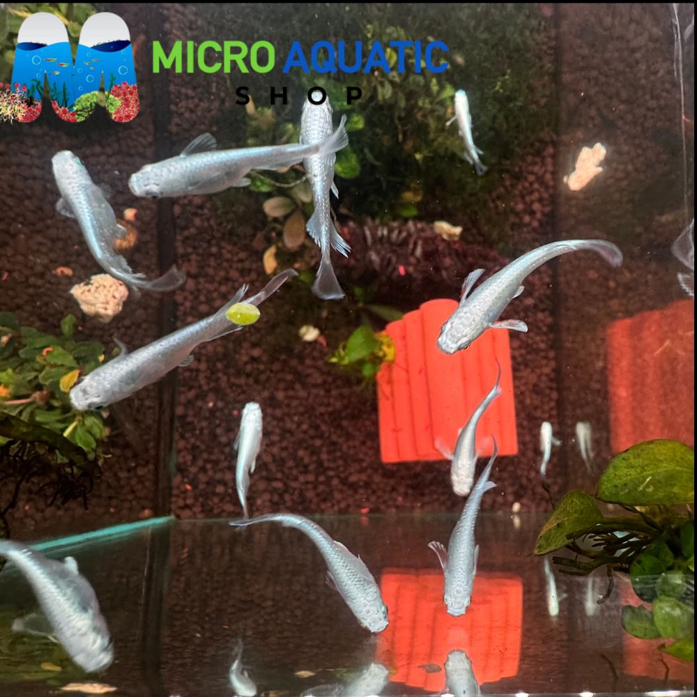 Japanese rice fish - Platinum Angel