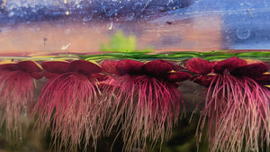 Giant Duckweed Micro Aquatic Shop