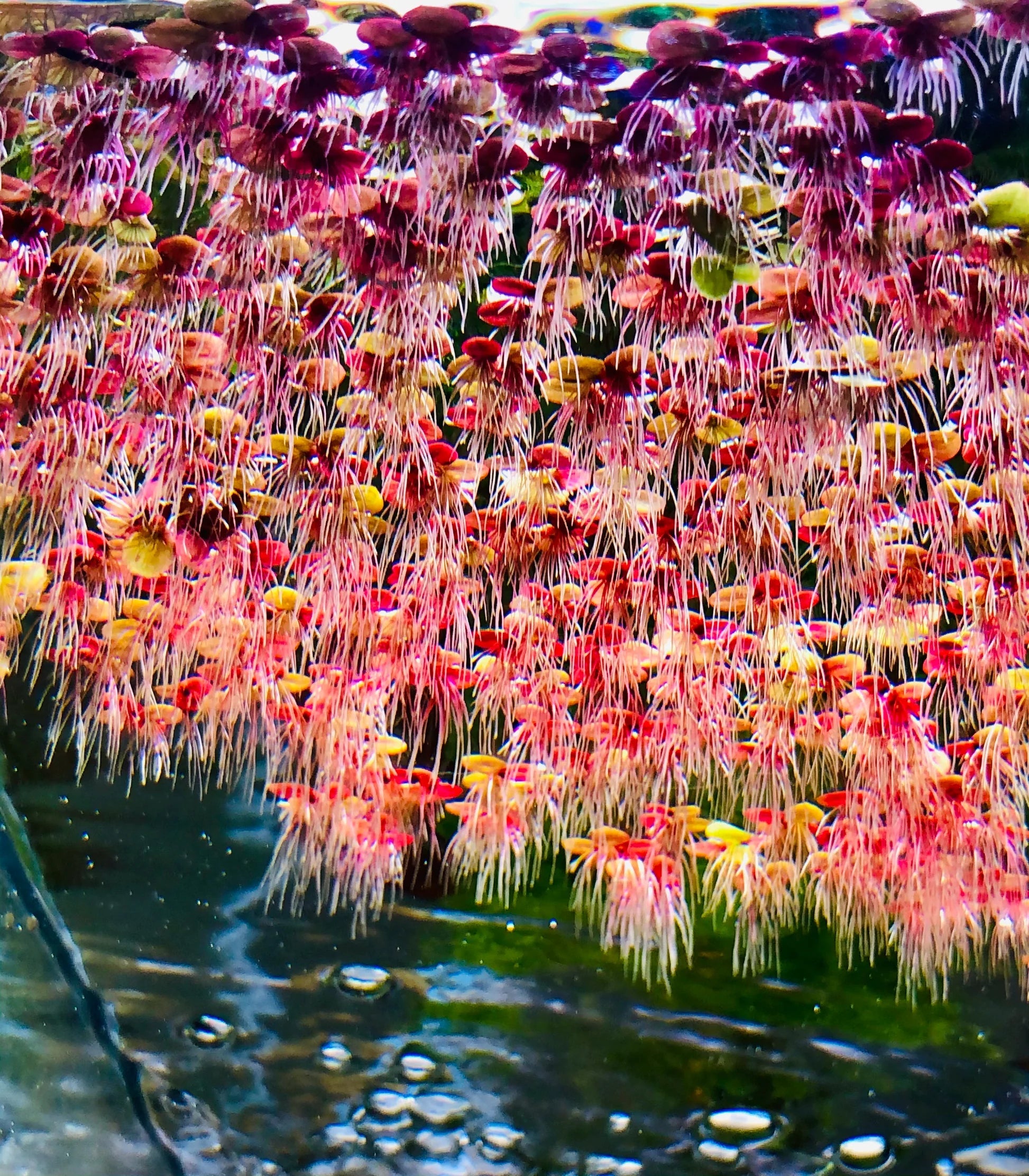 Giant Duckweed Micro Aquatic Shop