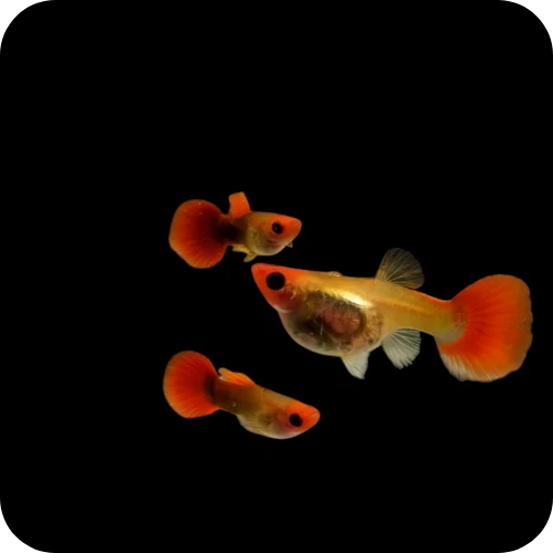 Guppy - Glass Belly Mini Koi Micro Aquatic Shop