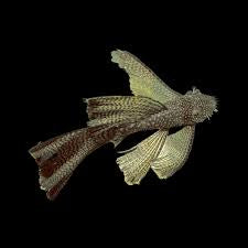 Common Bristlenose Long Fin 5-6cm Micro Aquatic Shop