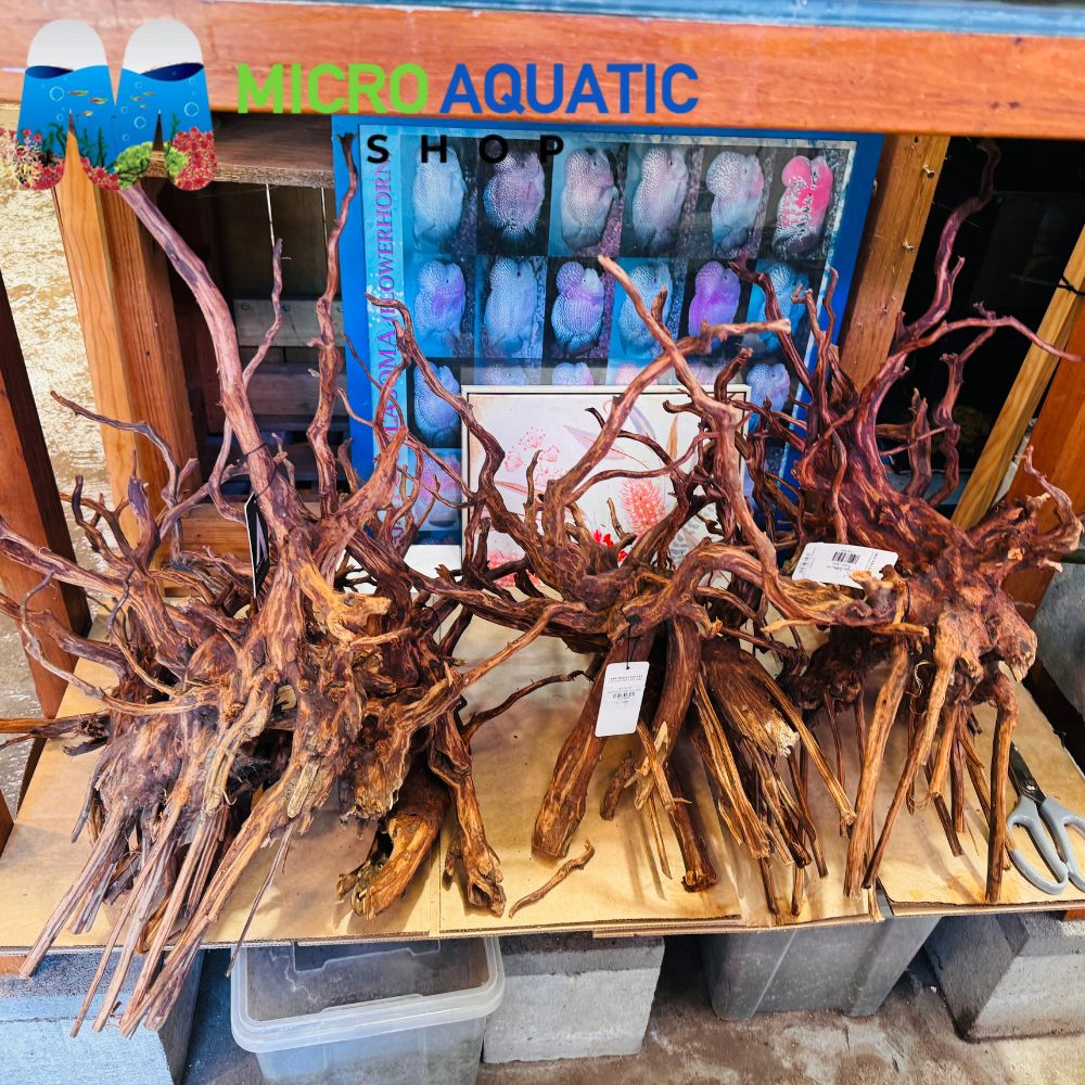 Driftwood- Tiger size XXL 50-70cm