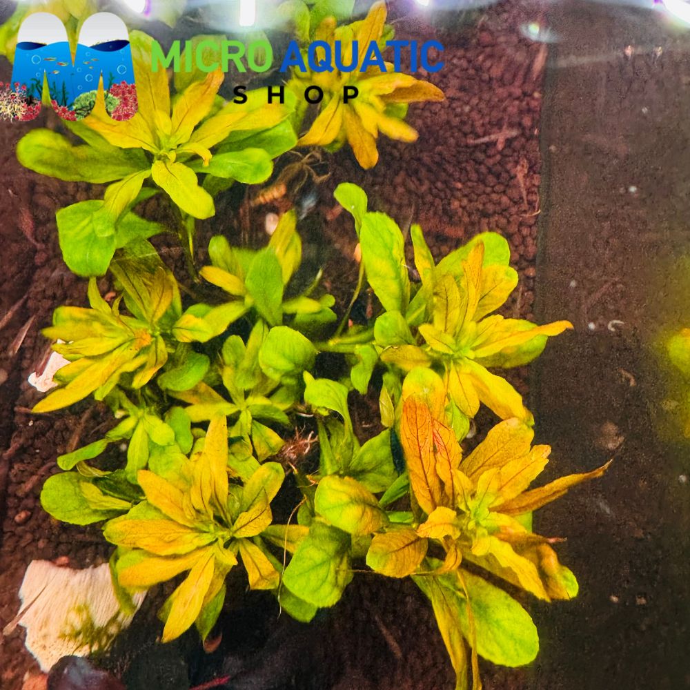 Rare Ludwigia sphaerocarpa 'Mini'