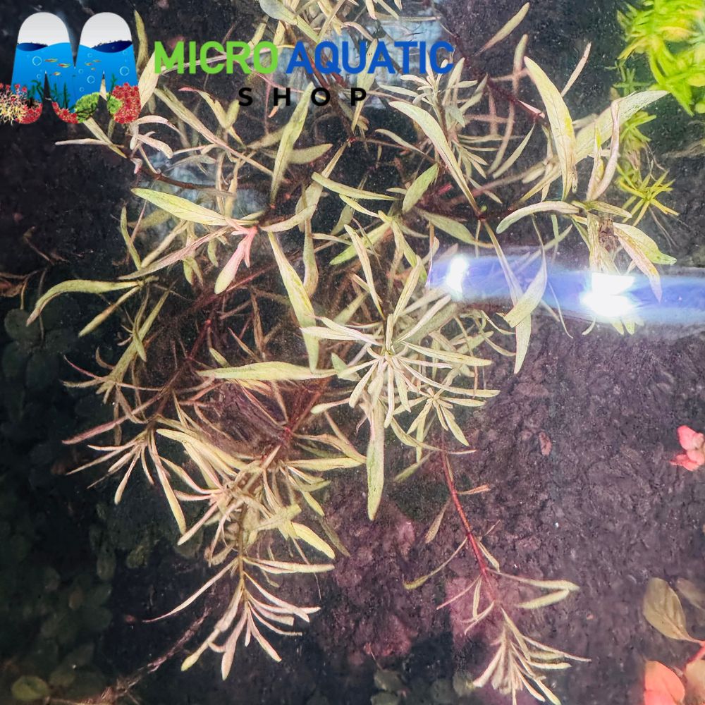 Rare Ludwigia - White