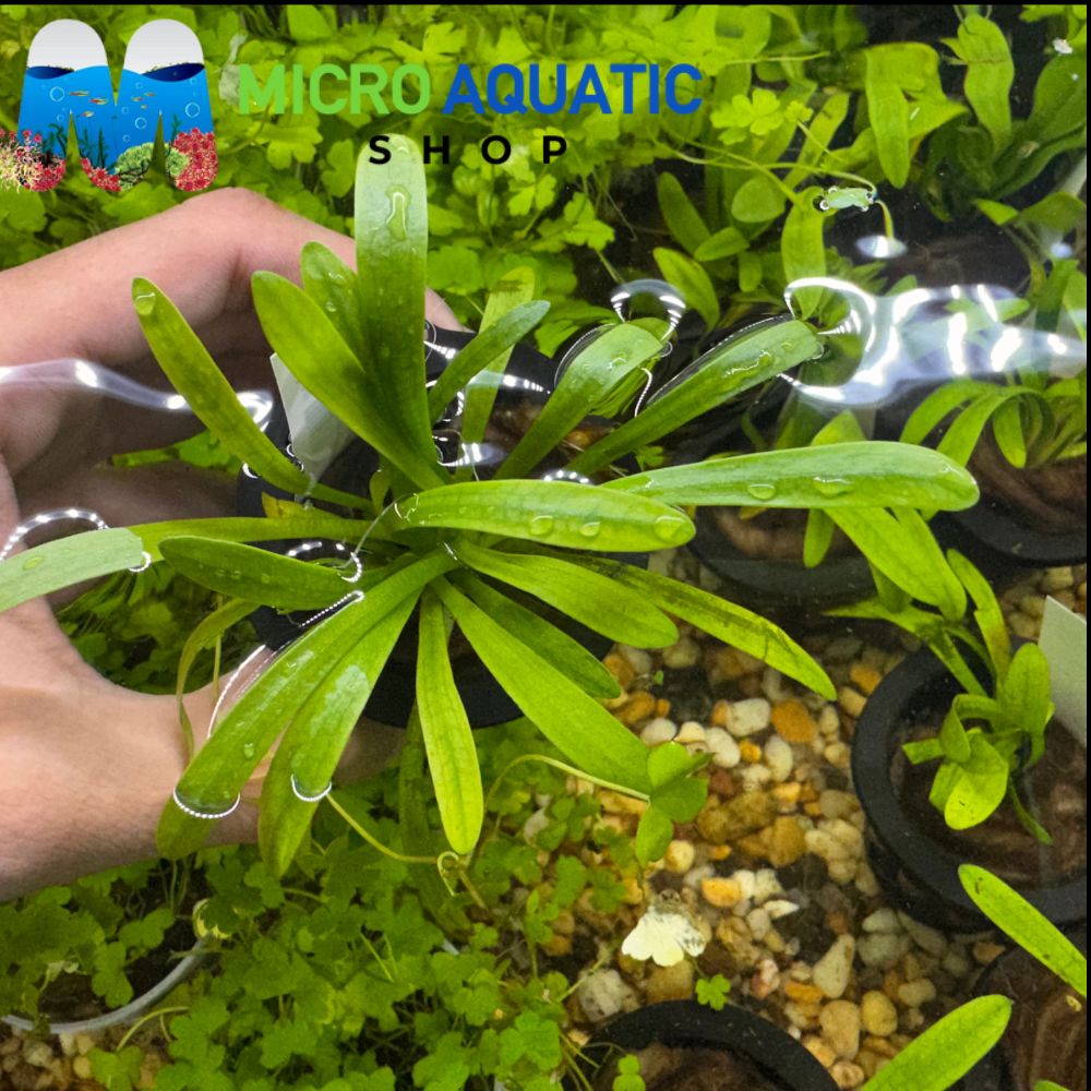Sagittaria Subulata - Dwarf Sagittaria
