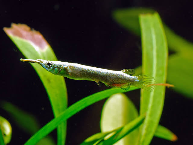 Rare -Half Beak ( Gold ) 3cm