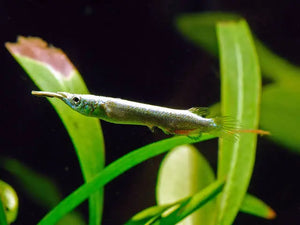 Rare -Half Beak 3cm Micro Aquatic Shop