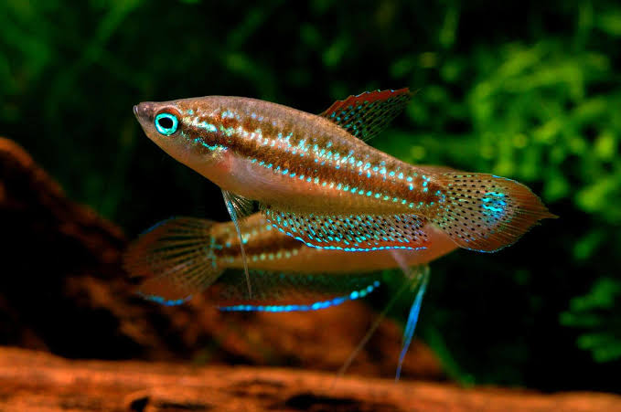 Gourami - Sparkling 3cm Micro Aquatic Shop