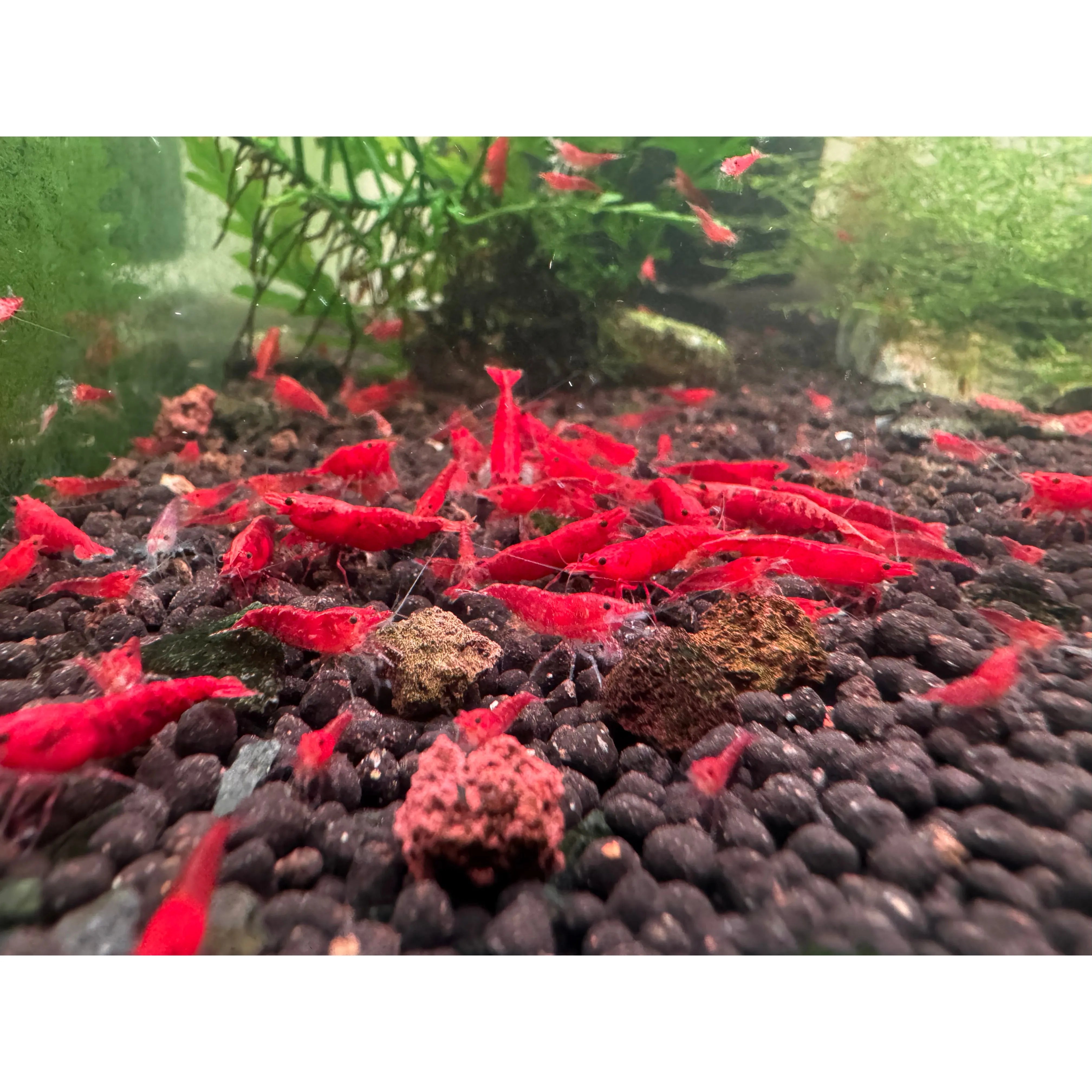 30% SAVE Fire Red Cherry Shrimp Starter Bundle Micro Aquatic Shop