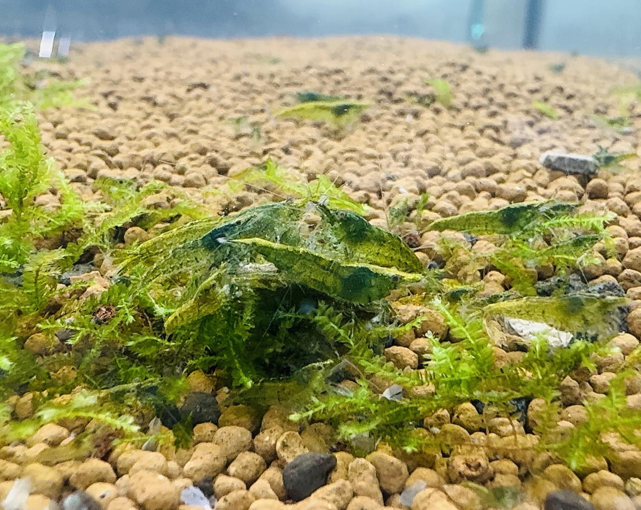 30% SAVE Green Jade Cherry Shrimp Starter Bundle Micro Aquatic Shop