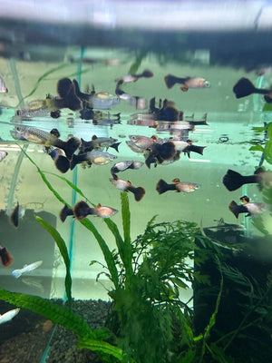Guppy -Pink tuxedo Micro Aquatic Shop