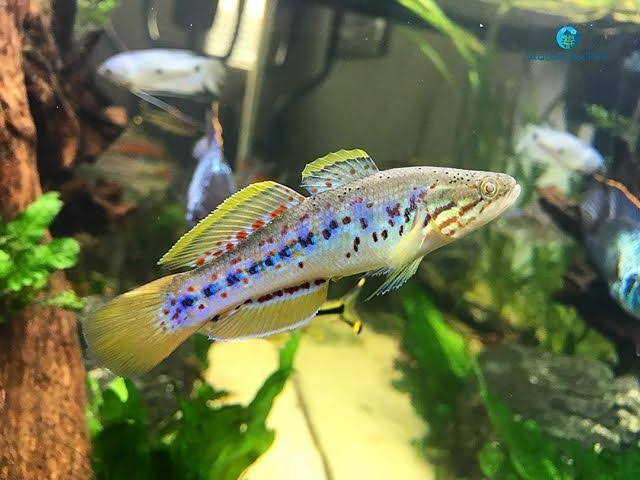 Native - Purple Spotted Gudgeon 10cm