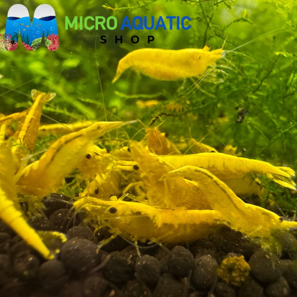 Premium Adult Cherry Shrimp Pair