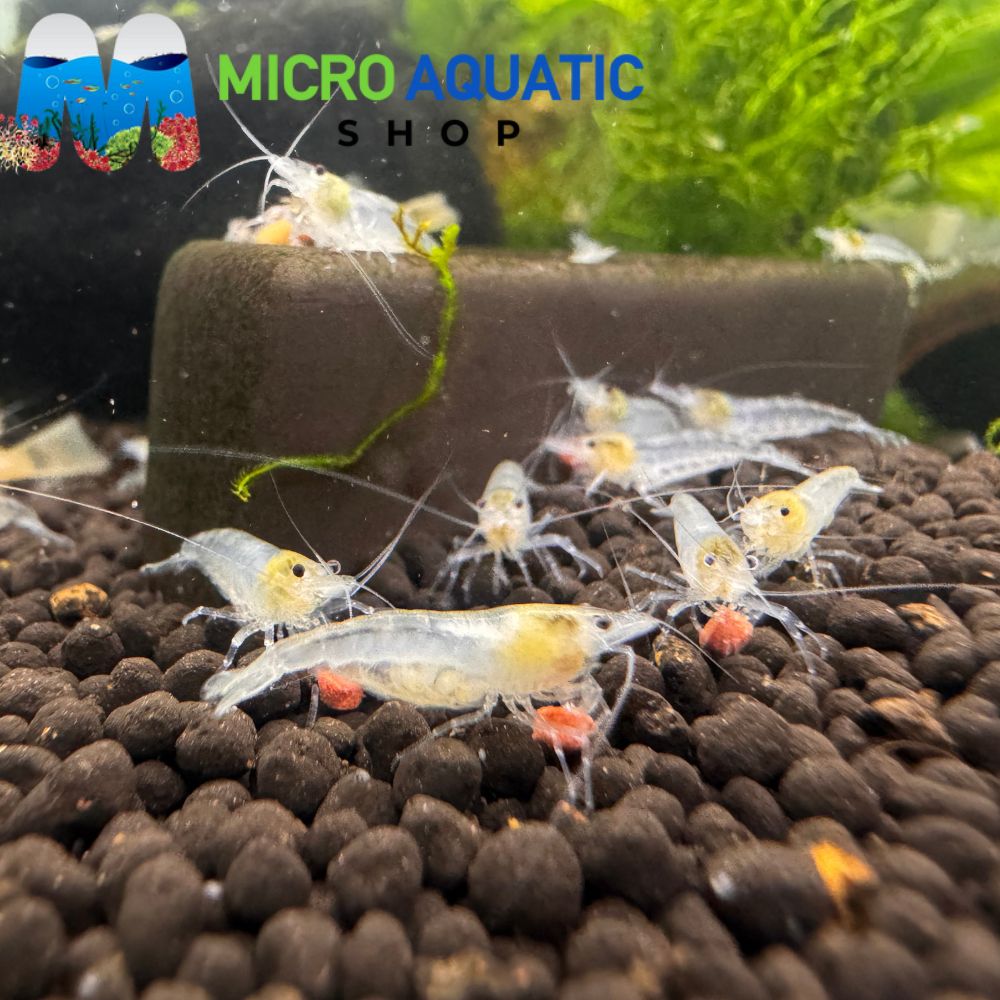 Premium Adult Cherry Shrimp Pair