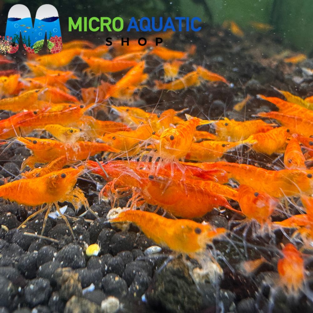 BIG BUNDLE 30 Sunkist Cherry Shrimp