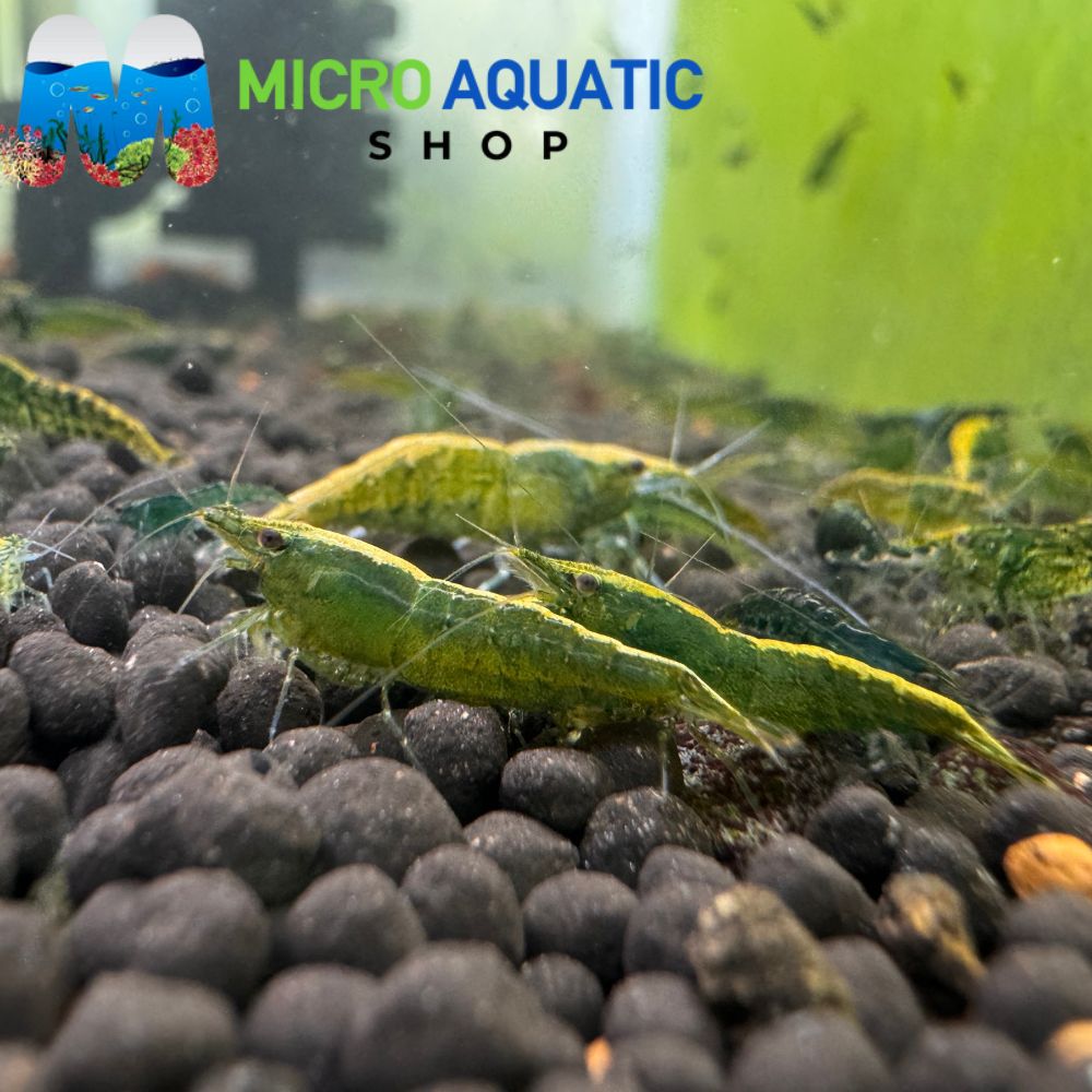 BIG BUNDLE 30 Green Jade Cherry Shrimp
