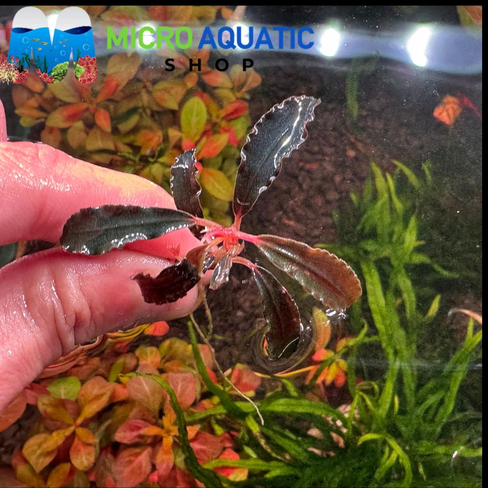 Bucephalandra - Phantom Long Leaf