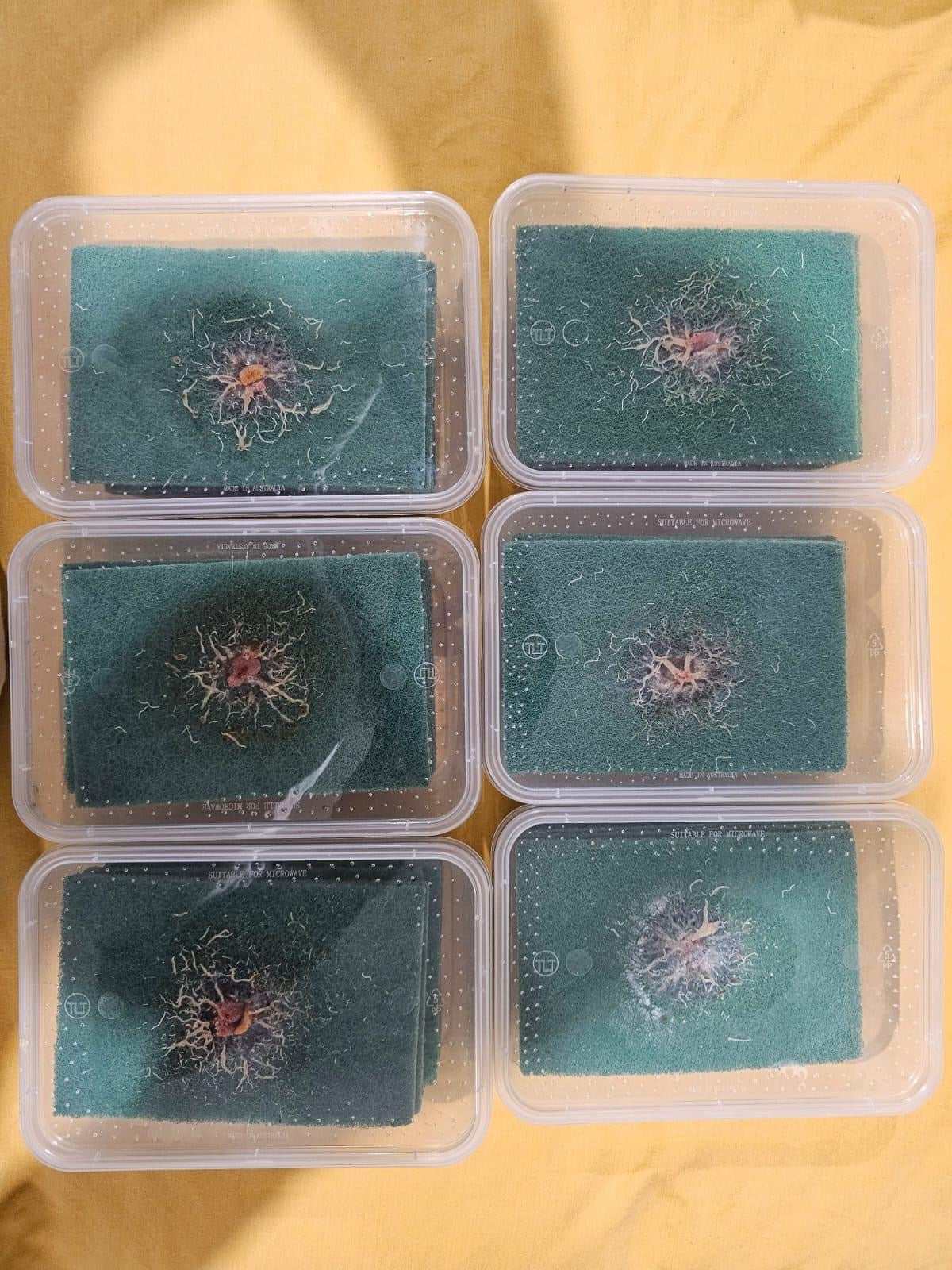 Grindal Worm - Ready to use box