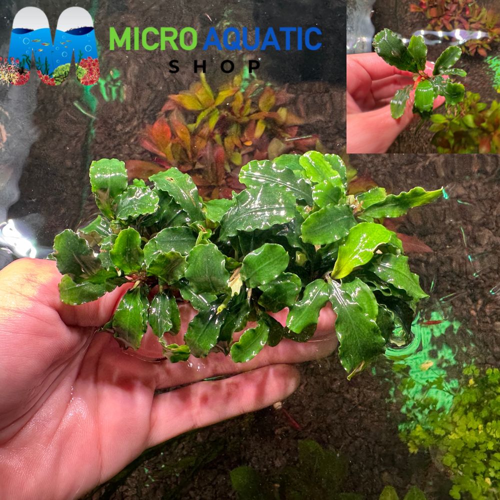 Bucephalandra - Wavy Green