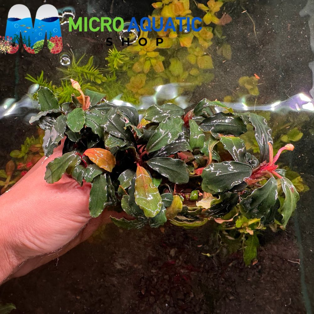 Bucephalandra - Purple Brownie