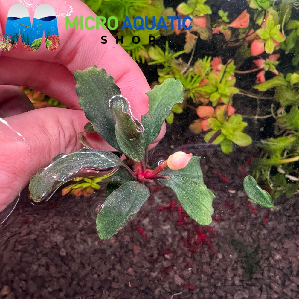 Bucephalandra - Purple Brownie