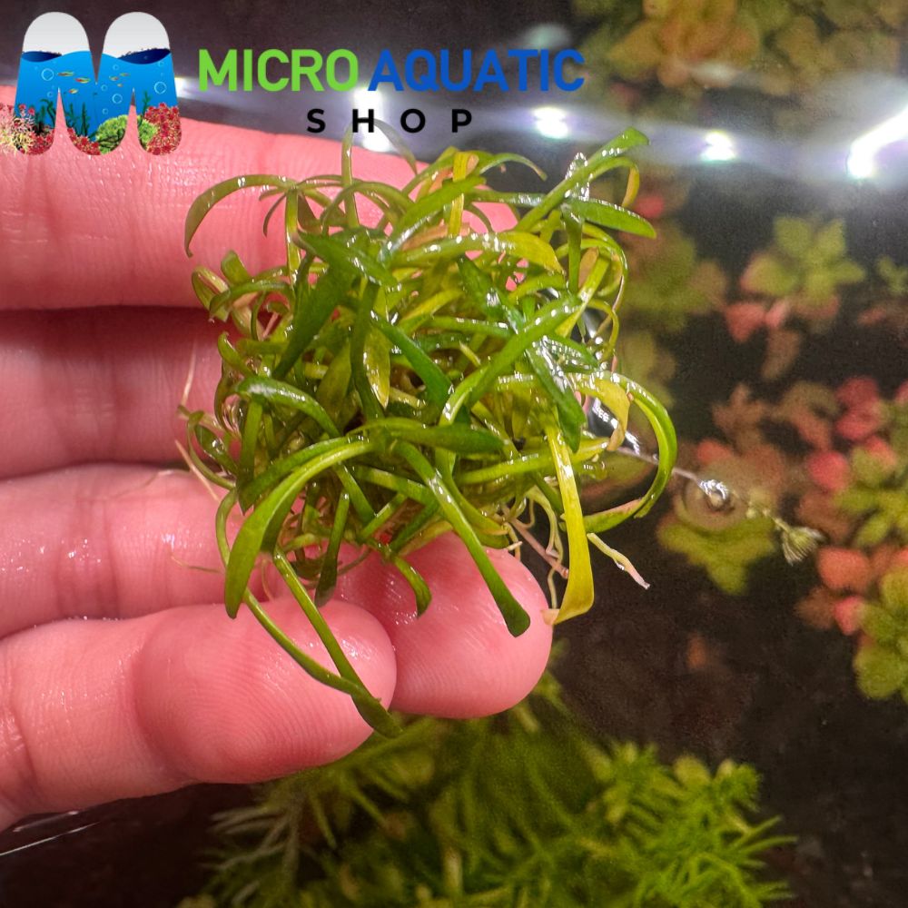 Rare Plant - Mini Parva Crypt