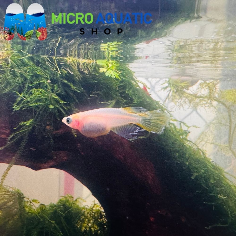 Japanese Rice Fish - Golden Matsui