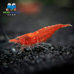 Red Cherry Shrimp – Newbie Friendly Bundle Micro Aquatic Shop