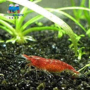 Red Cherry Shrimp – Newbie Friendly Bundle Micro Aquatic Shop