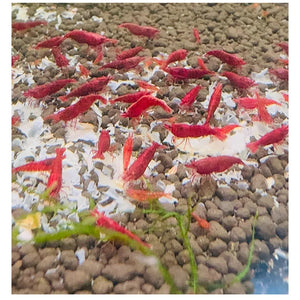 Red Cherry Shrimp – Newbie Friendly Bundle Micro Aquatic Shop