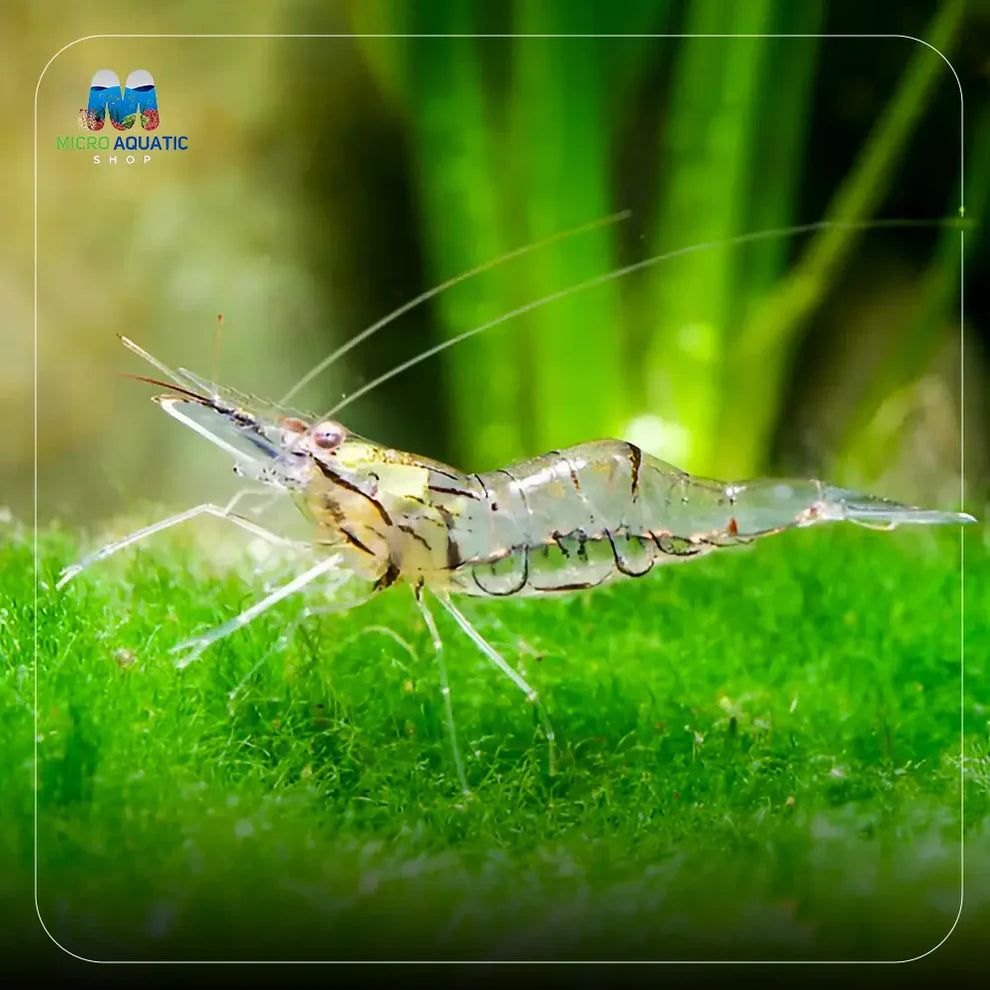 Ghost Shrimp – Beginner Friendly Bundle Micro Aquatic Shop