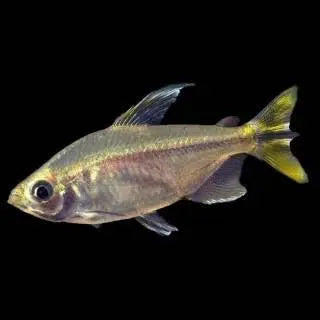 Tetra - Yellow Tail Congo Micro Aquatic Shop