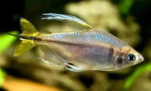 Tetra - Yellow Tail Congo Micro Aquatic Shop