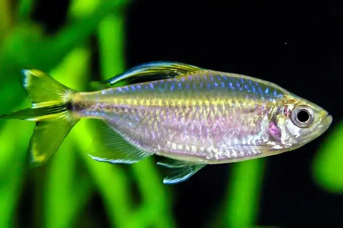 Tetra - Yellow Tail Congo Micro Aquatic Shop