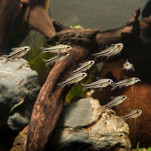 Community Nano Tank Bundle – Shrimp & Fish Mix Micro Aquatic Shop