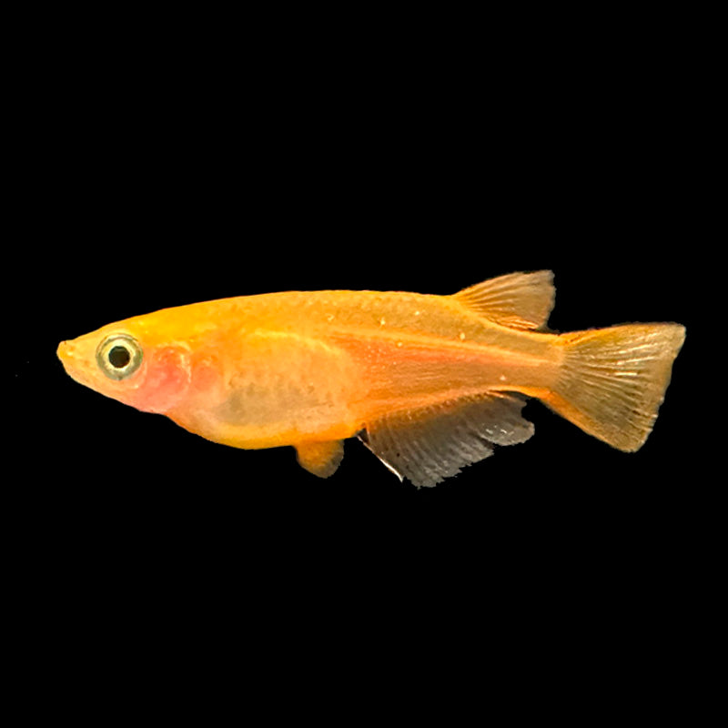 Japanese rice fish - Gold Medaka 2cm Micro Aquatic Shop