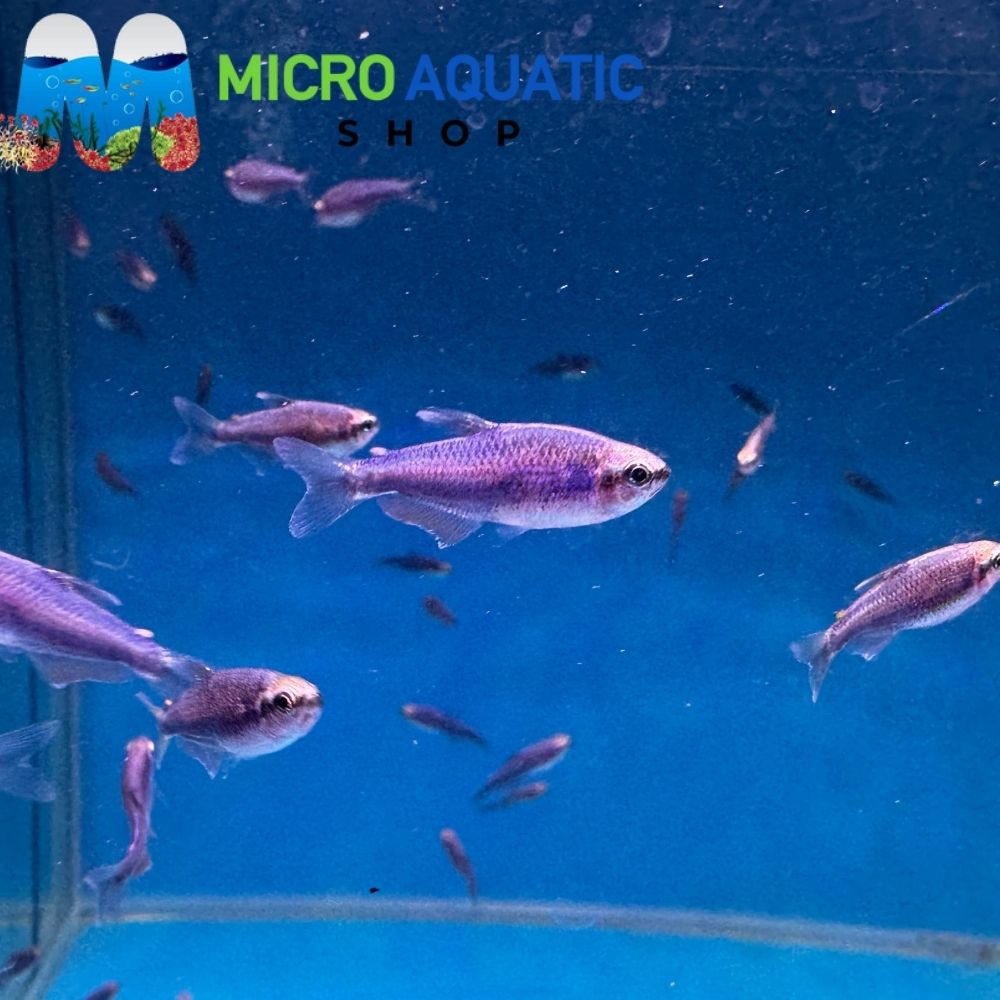 Rare Tetra - Super Blue Kerri
