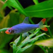 Burmese Rummy Nose Rasbora 2cm