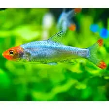 Burmese Rummy Nose Rasbora 2cm Micro Aquatic Shop