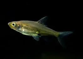 Burmese Rummy Nose Rasbora 2cm Micro Aquatic Shop