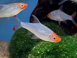 Burmese Rummy Nose Rasbora 2cm Micro Aquatic Shop